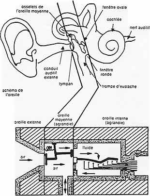 Analogie de fonctionnement du système auditif au système mécanique, illustration 3